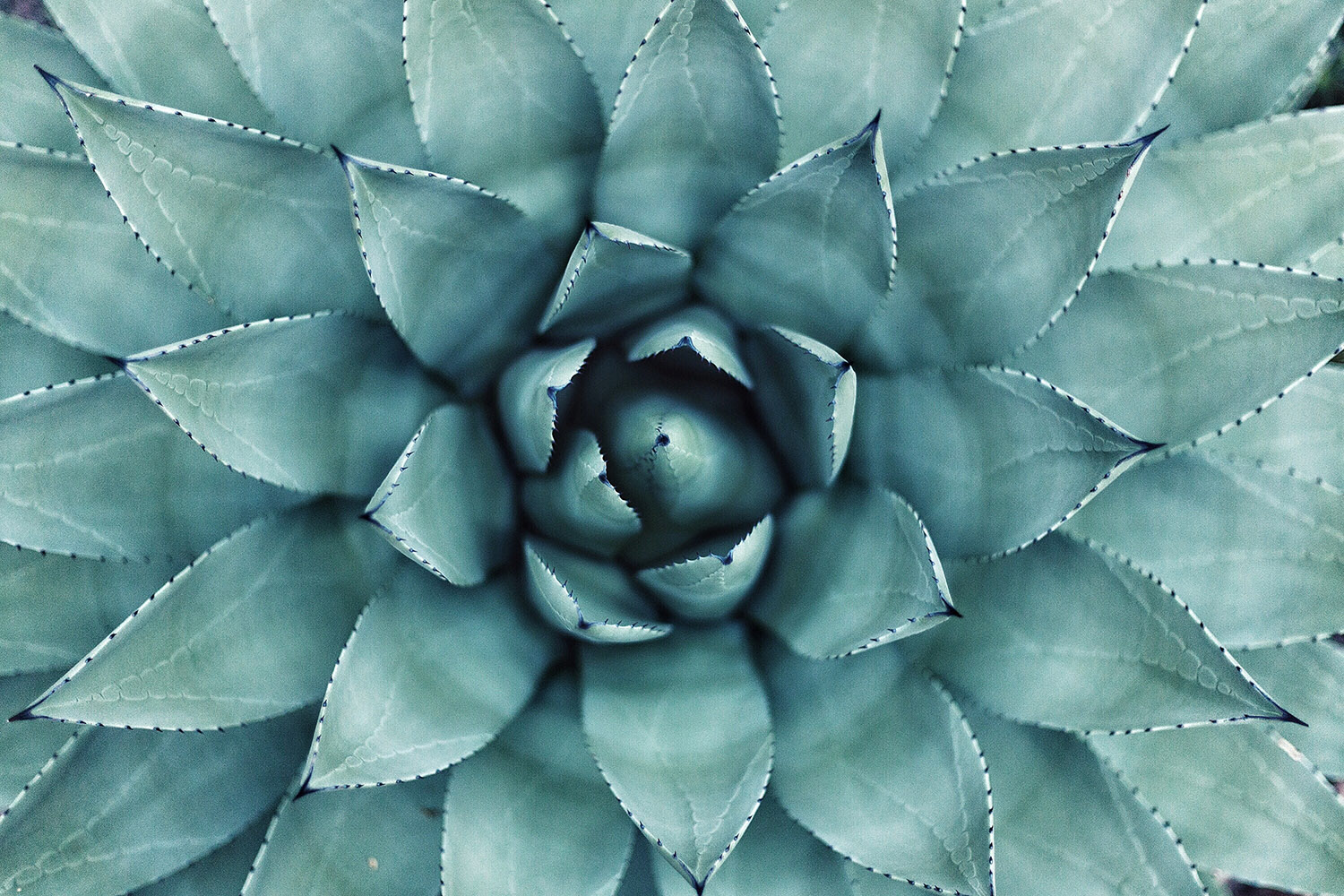 Close up photo of agave plant