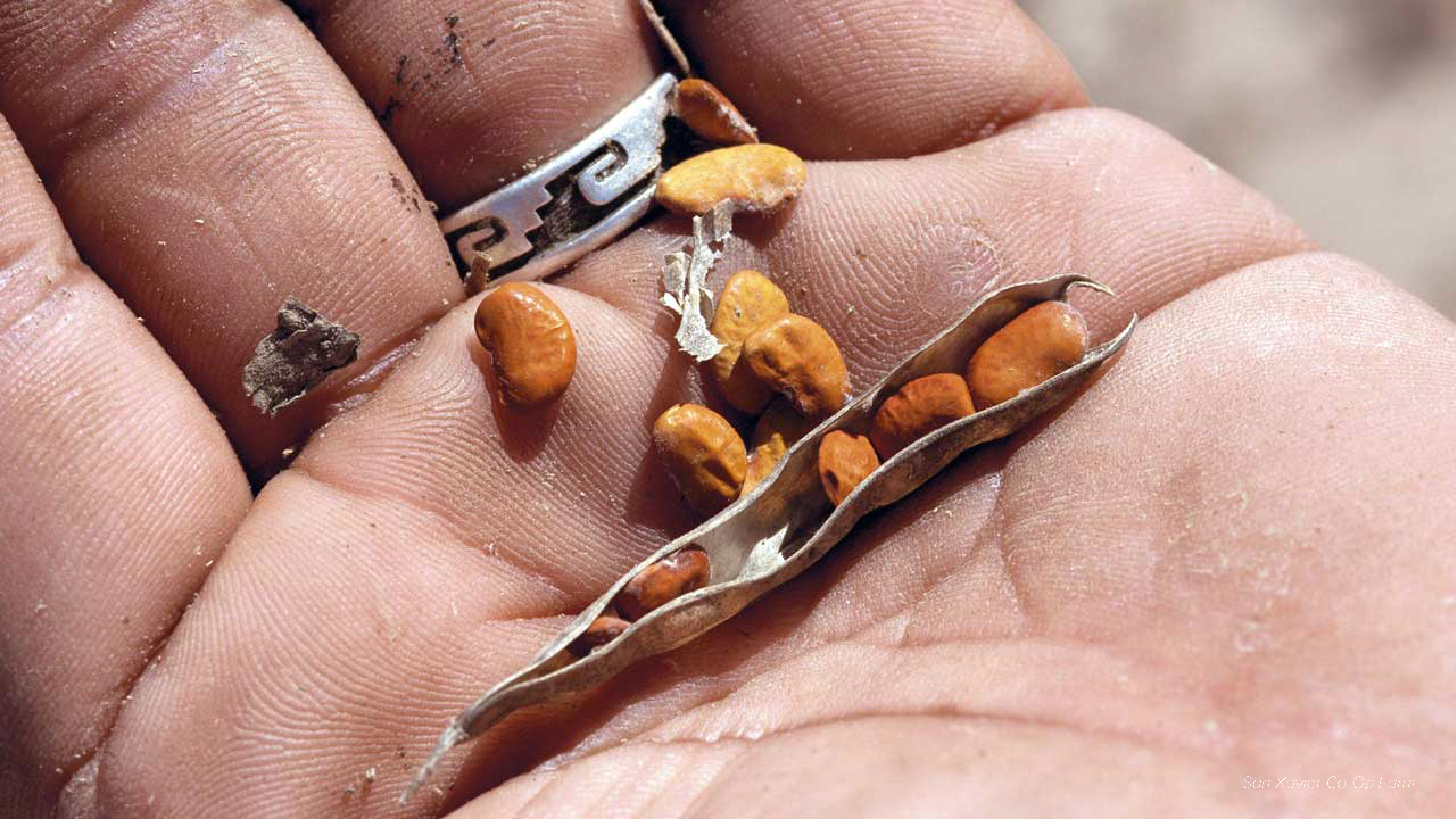 Seeds in the palm of someone's hand