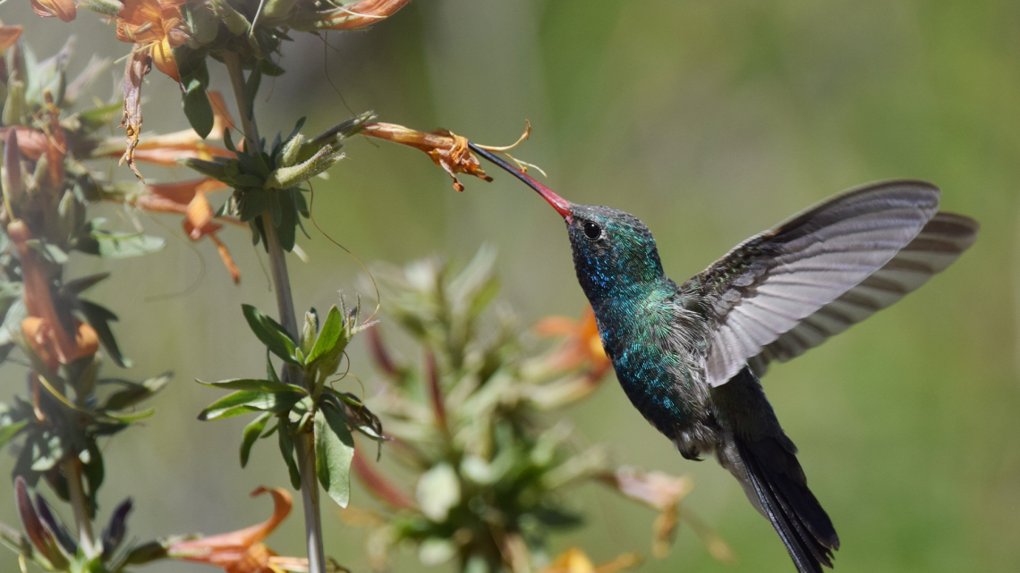 Hummingbird eating from a flower.