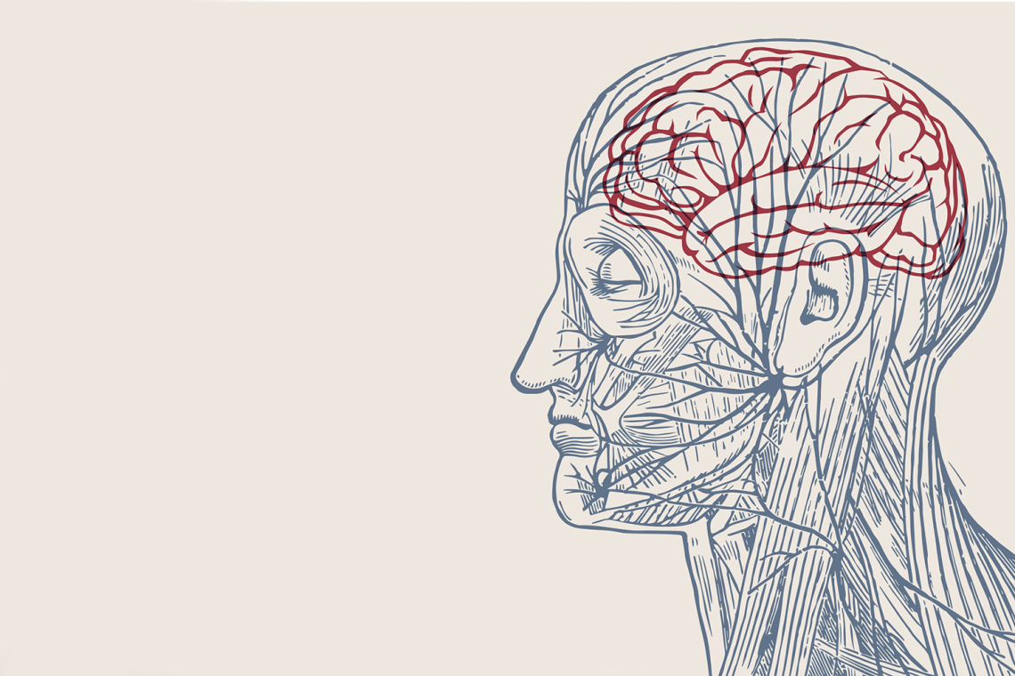 Illustration of human head anatomy with brain