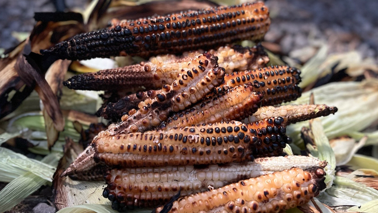 A pile of cooked corn and corn husks.