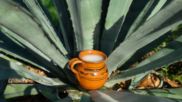 An agave plant with a clay pitcher in the center