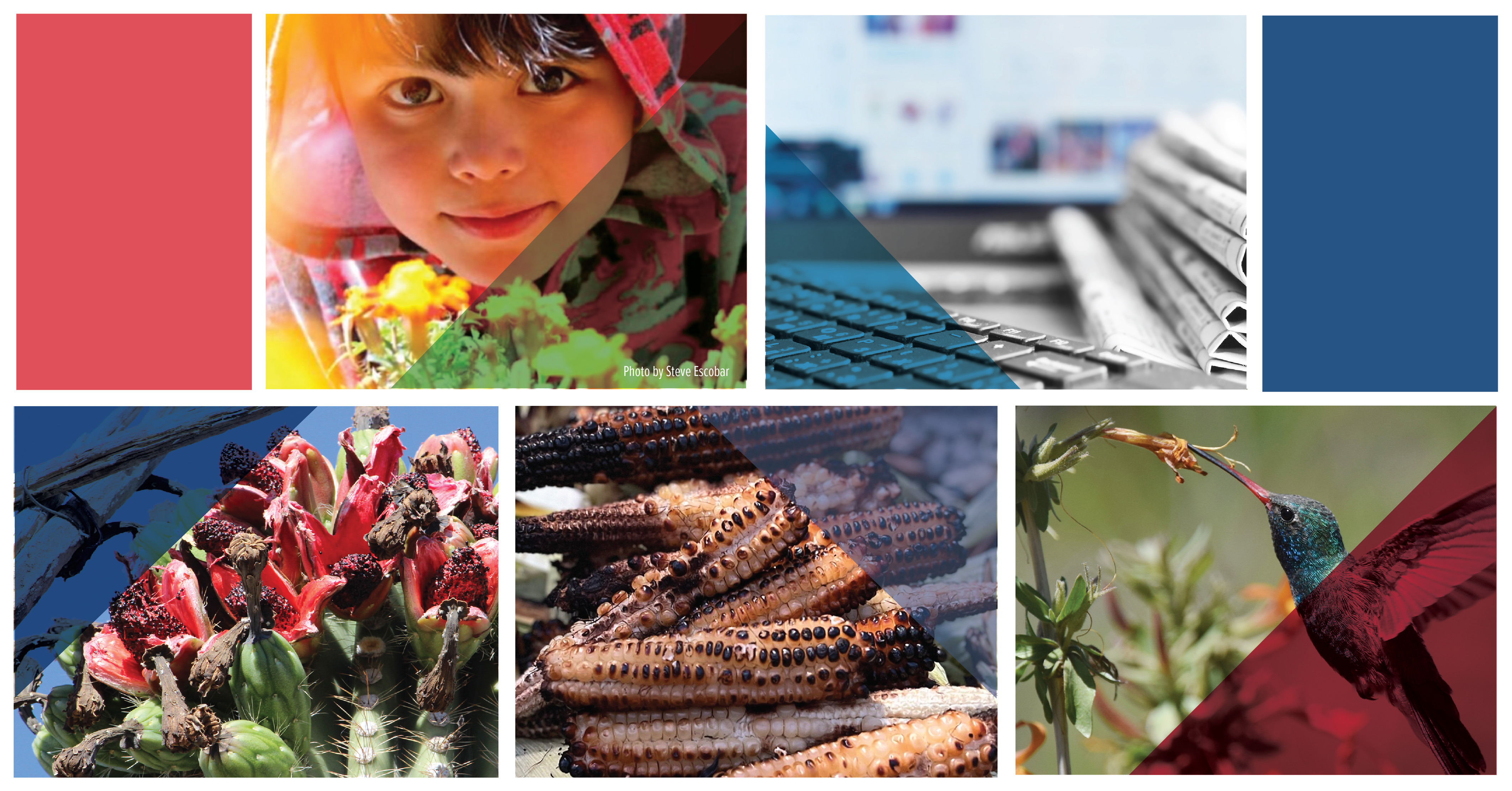 A collage of images including a child holding a desert flower, a newspaper stack, a blooming cactus, cooked corn, and a hummingbird eating from a desert flower.