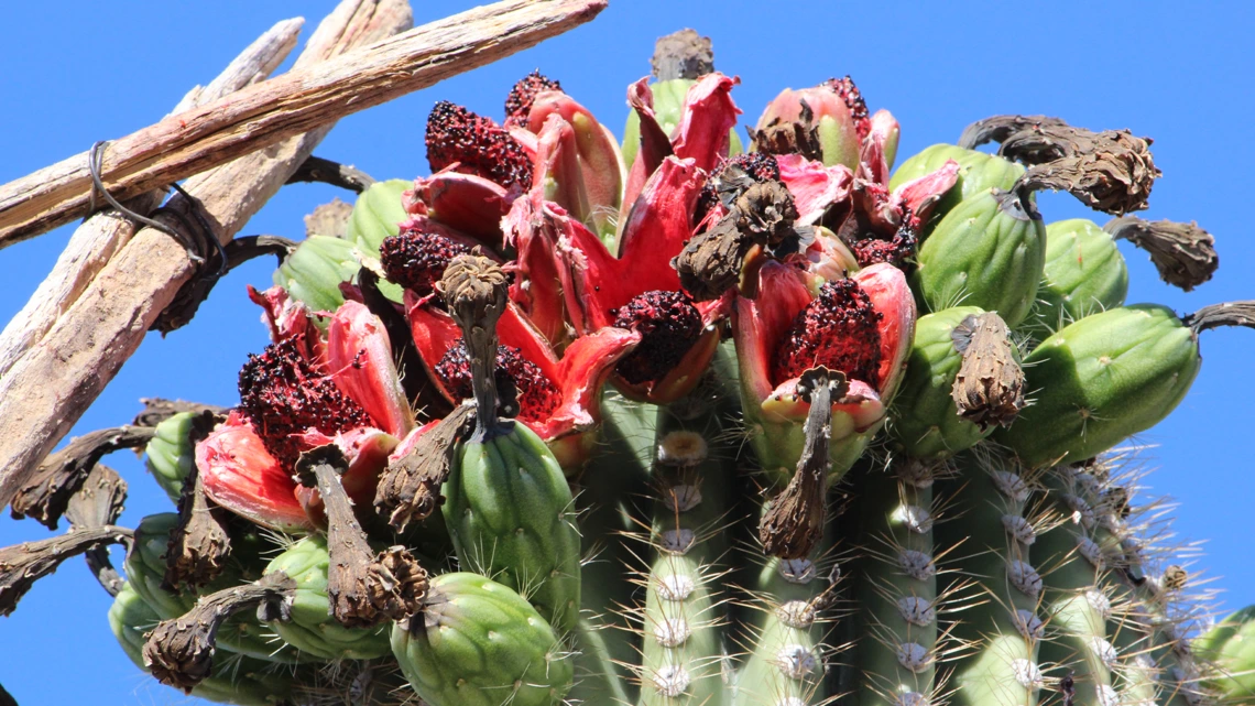 Blooming saguaro cactus