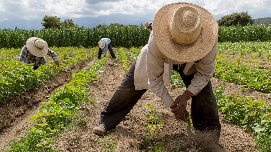 Farmers in sunhats working in a garden field