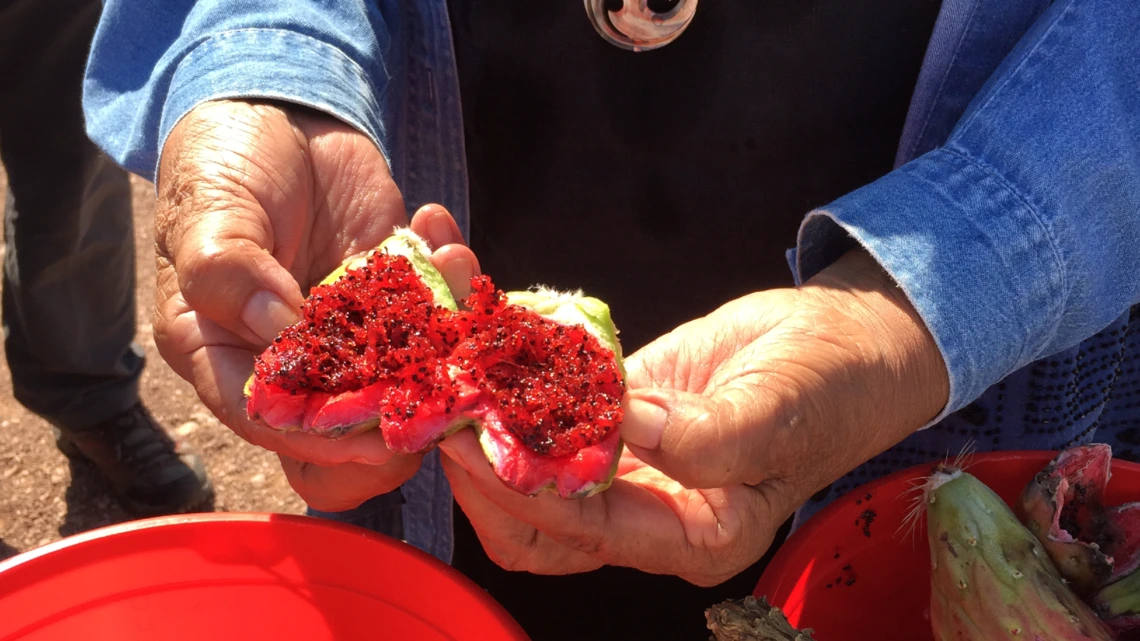 Lorraine Eiler, Hia C-ed O’odham, demonstrates harvesting of the Saguaro fruit at Southwest Folklife Alliance’s ethnographic field school, in Ajo, AZ. Photo by: Maribel Alvarez