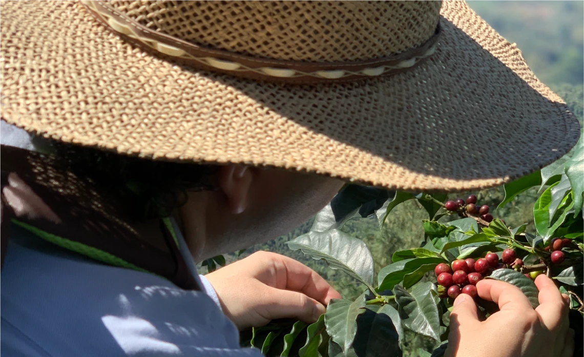 a person picking berries of a bush